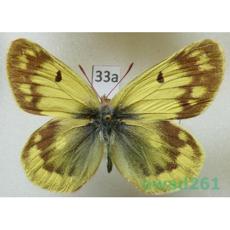 Colias berylla Fawcett, 1904 male China33a
